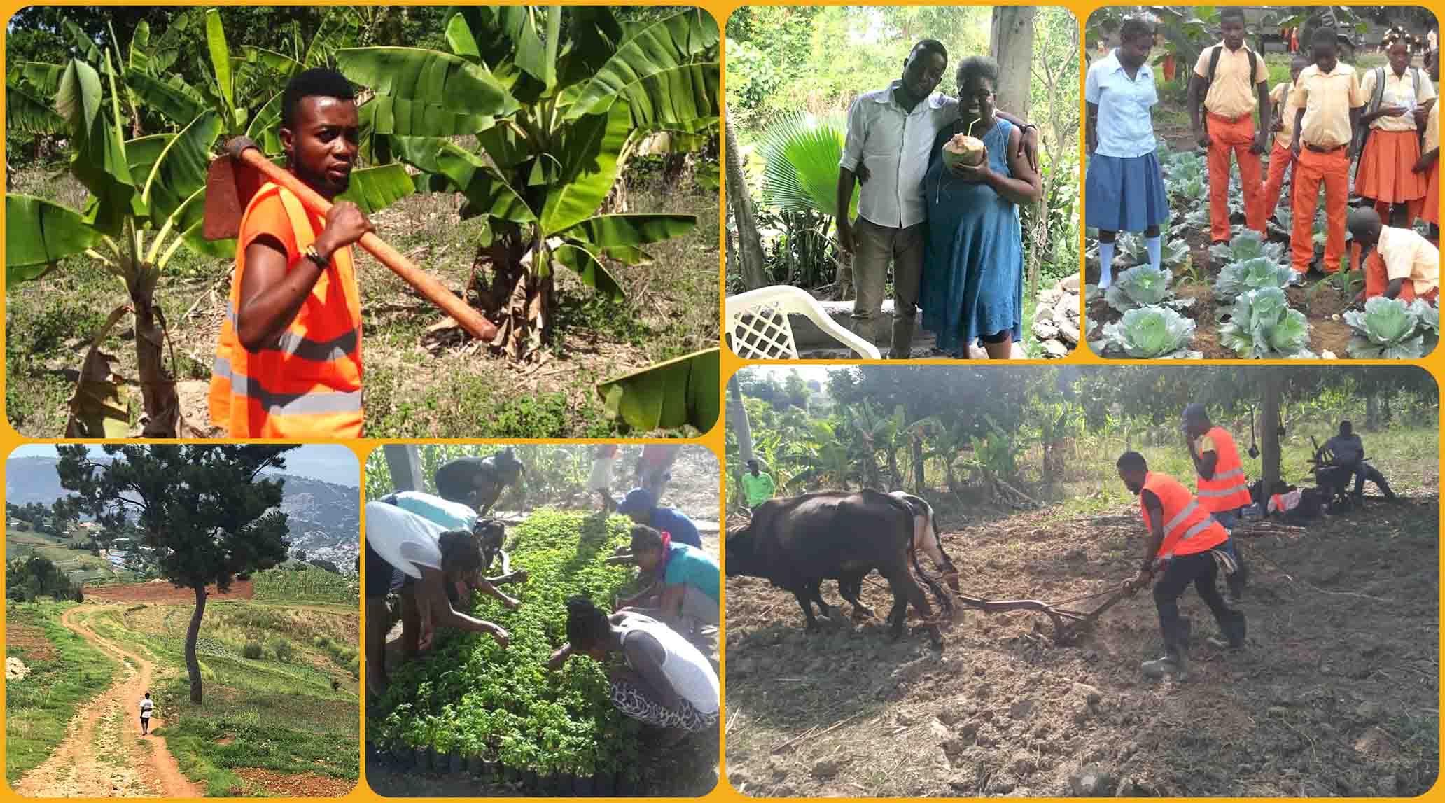 Freedom’s Dream Global has joined forces with three non-profit organizations in Haiti, all established by local Haitians dedicated to fostering sustainable solutions in agriculture, providing access to clean water, and supporting a ministry for prisoners and hospital care.